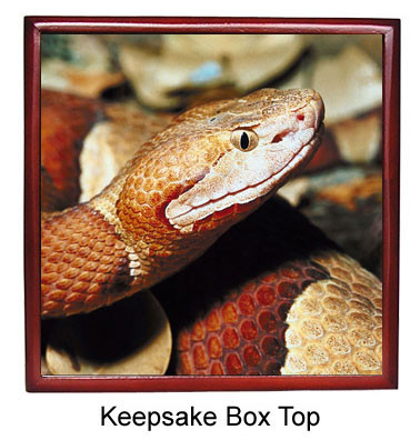 Copperhead Snake Keepsake Box