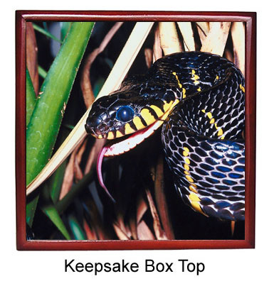 Mangrove Snake Keepsake Box