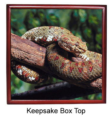 Viper Snake Keepsake Box