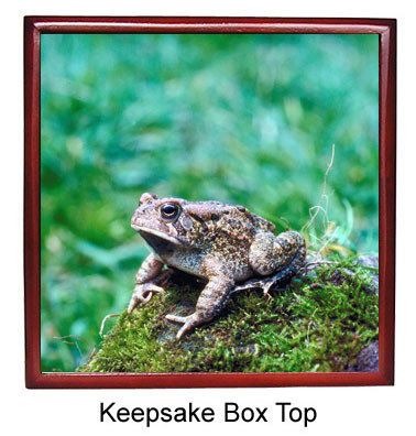 Toad Keepsake Box