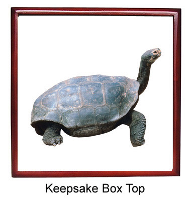 Turtle Keepsake Box