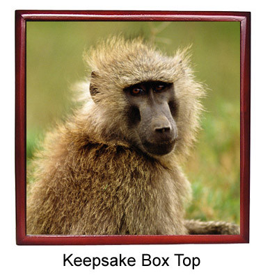 Baboon Keepsake Box