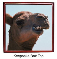 Camel Keepsake Box