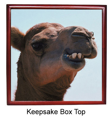 Camel Keepsake Box