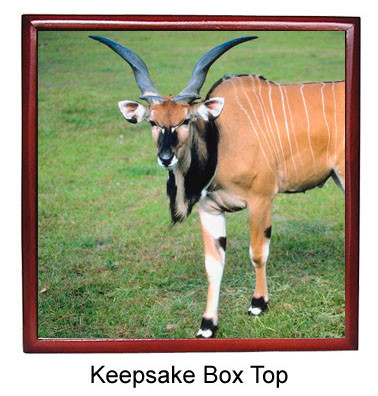 Eland Keepsake Box