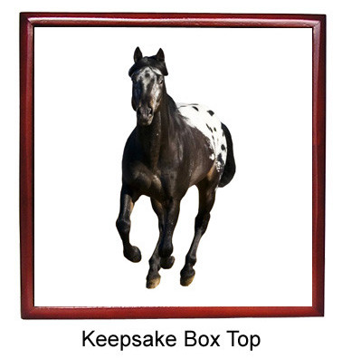 Appaloosa Keepsake Box