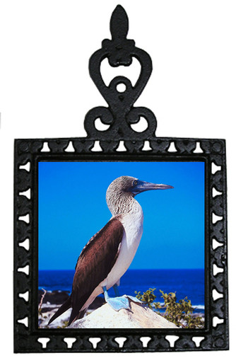 Blue Footed Booby Iron Trivet