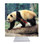 Panda Bear Desk Clock