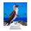 Blue Footed Booby Desk Clock