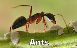 ant250.jpg