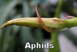 aphid250.jpg