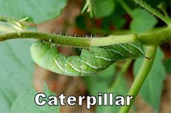 caterpillar250.jpg