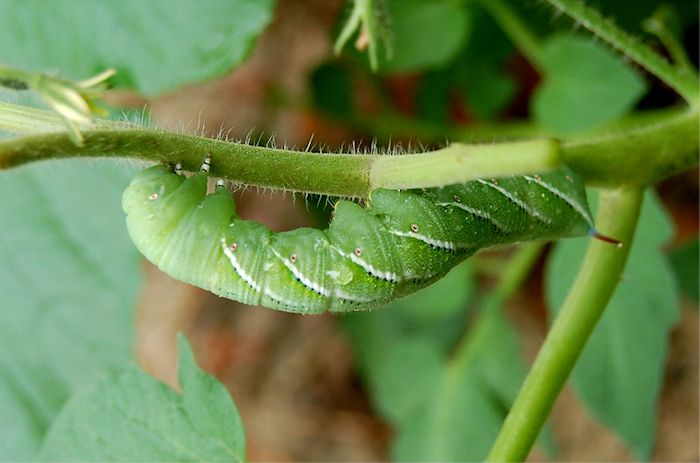 caterpillar700b.jpg