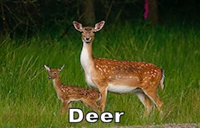 deer280.jpg