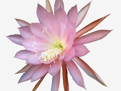 Лилия lotus queen