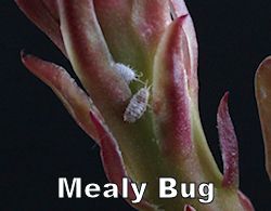 mealybug250.jpg