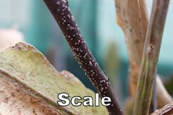 scale250.jpg
