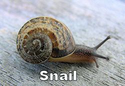 snail250.jpg