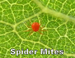 spidermite250.jpg