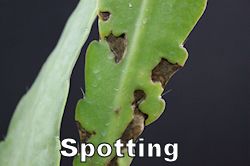 spotting250.jpg