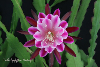 Epiphyllum Trapeze