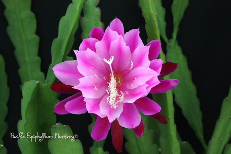 Epiphyllum Simply Wonderful