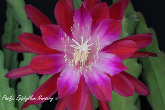 Epiphyllum - Sierra Madre