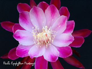 Epiphyllum Rippo