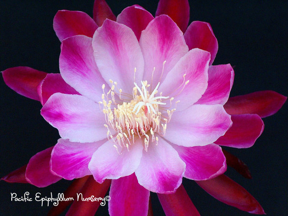 Epiphyllum Rippo