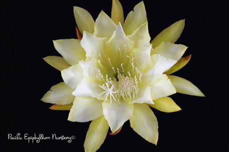 Epiphyllum Princess Kelly S