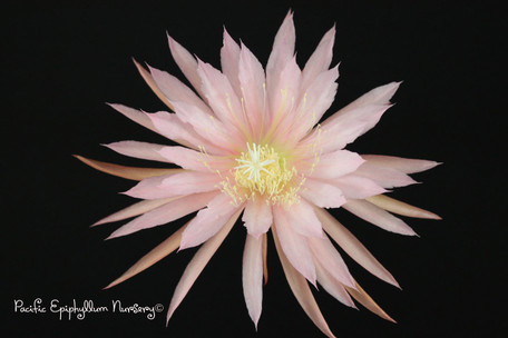 Epiphyllum Pink Plumes
