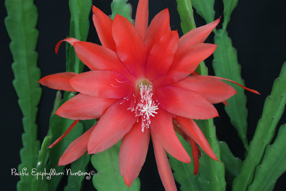 Epiphyllum Orangutan