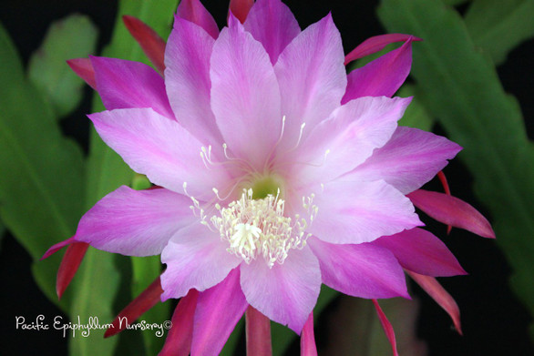 Epiphyllum Nocturne