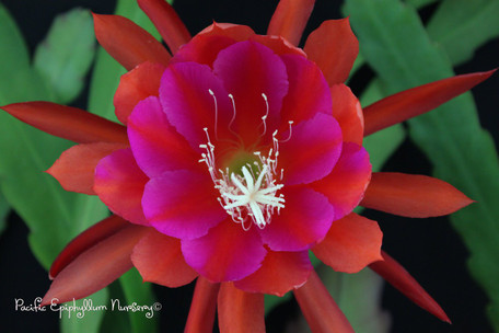 Epiphyllum Medora