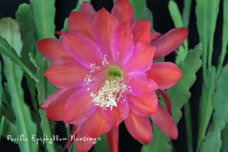 Epiphyllum Montecito