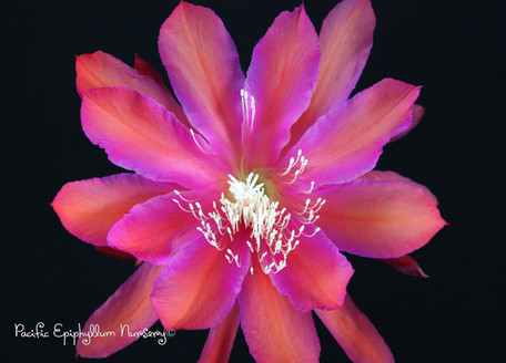 Epiphyllum Magic Carpet