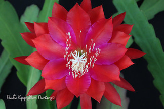 Epiphyllum Joyce Carr