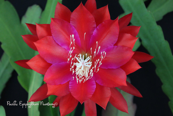 Epiphyllum Joyce Carr