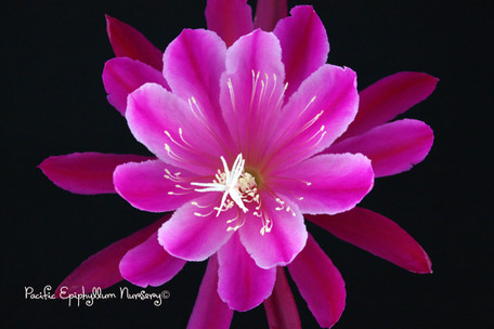 Epiphyllum Jadaan
