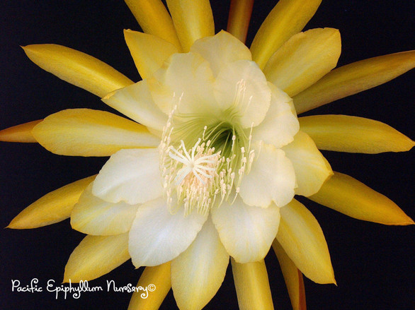 Epiphyllum French Gold