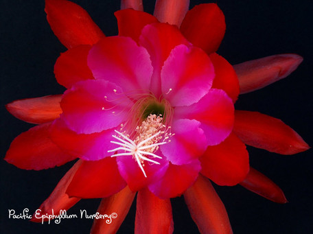 Epiphyllum Exotic Gem