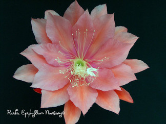 Epiphyllum Whatta Dream