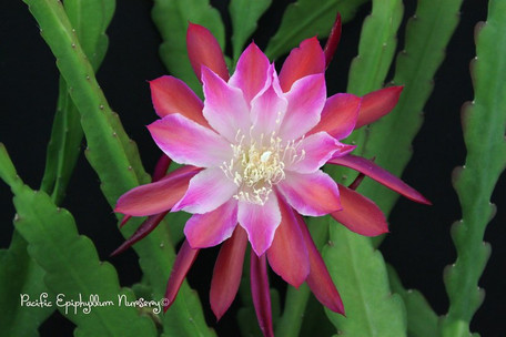 Epiphyllum Diego Rivera