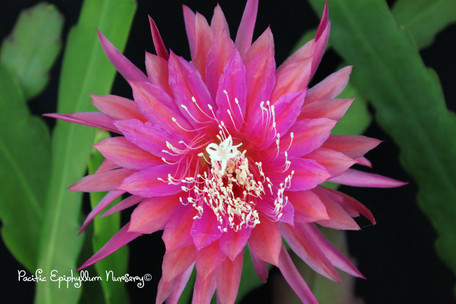 Epiphyllum Plant - Crystal Flash