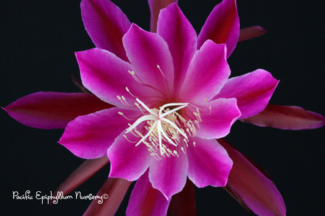 Epiphyllum Plant - Crystal Amethyst