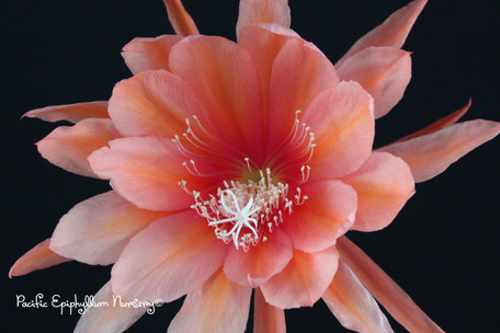 Epiphyllum Plant - Copper Bowl