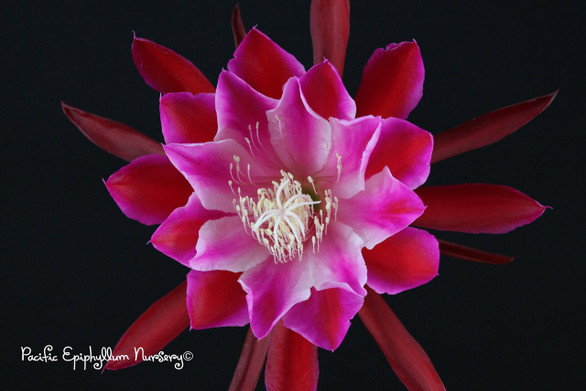 Epiphyllum Chuck n Jerry