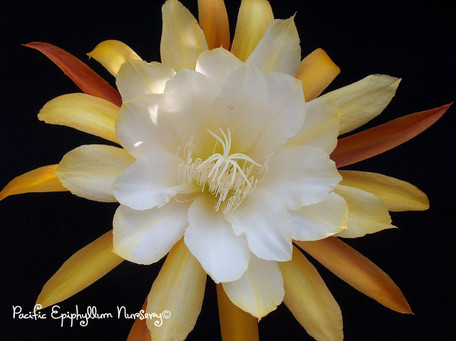 Epiphyllum China Lake