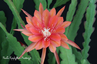 Epiphyllum Cerenia A. Markey