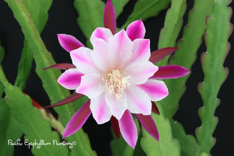 Epiphyllum Bumpkin